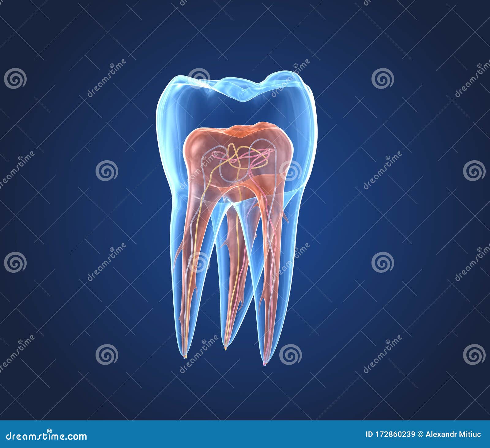 transparent teeth. 3d renderings of endodontics inner structure