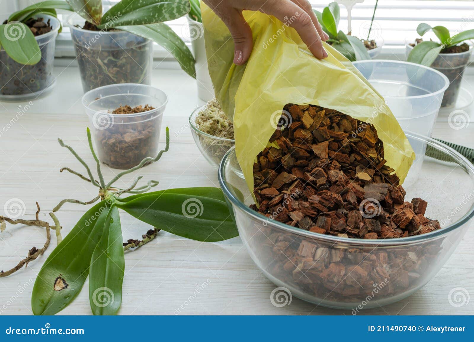 Transplant Orchids at Home. Planting Tools with Bark Soil, Pot and Moss