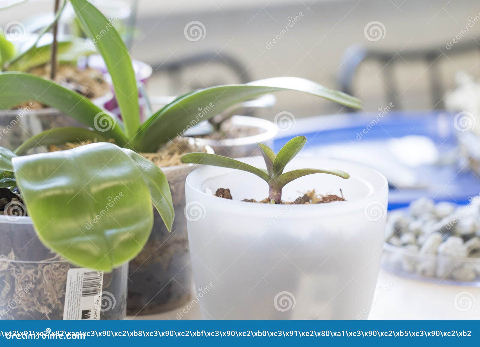 Transplantation D'orchidées Phalaenopsis élagage Des Racines D'orchidées  Rares Et De Plantes D'intérieur Photo stock - Image du botanique, beau:  210370346