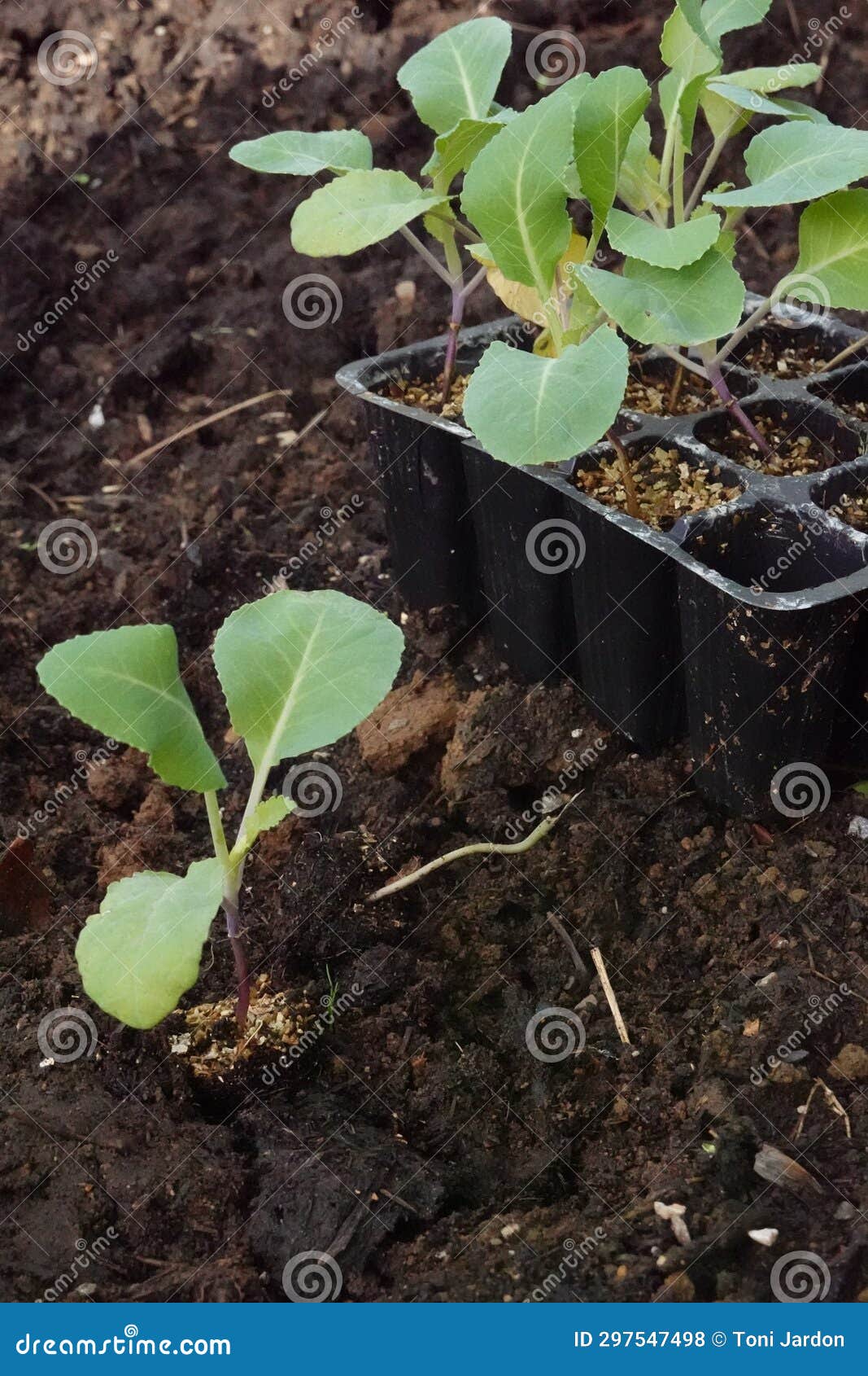 transplanting of young cauliflower plant in the vegetable garden. cauliflower seedbed and cruciferae in the raised bed on the