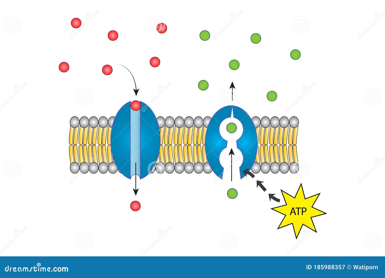 Transport protein stock illustration. Illustration of physiology