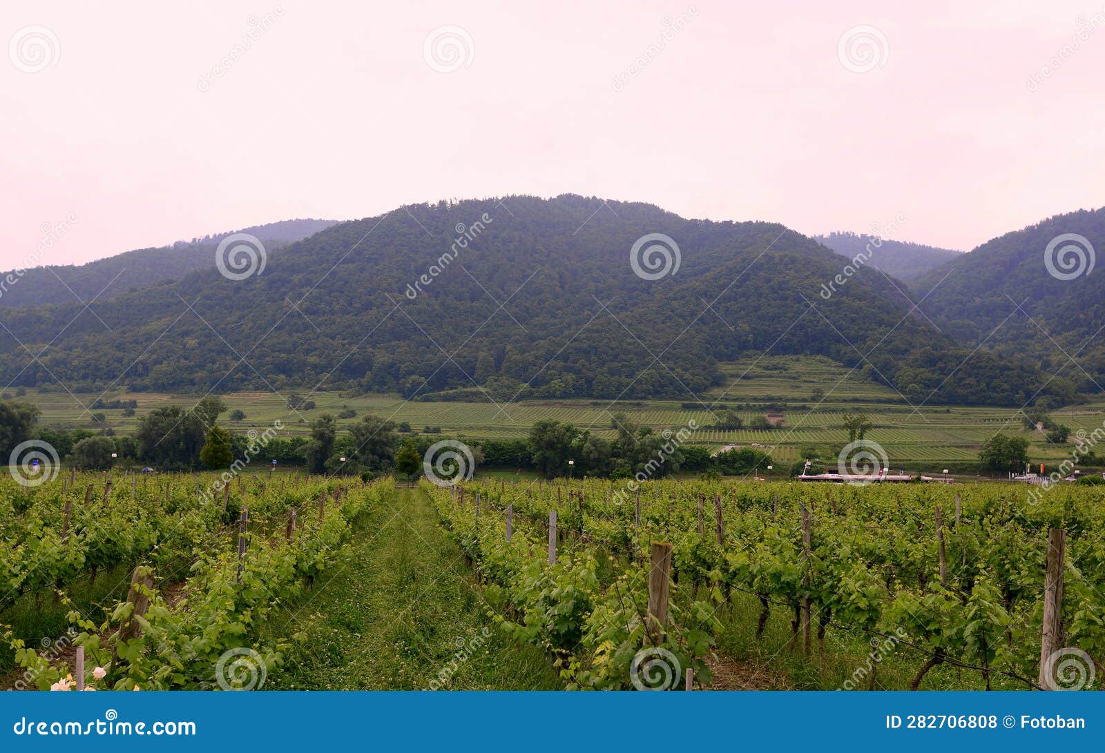 transport ships on the danube and vineyard