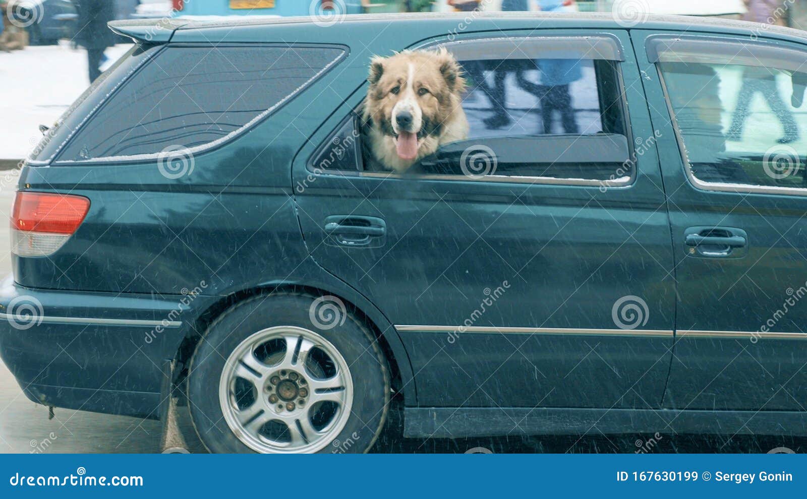 Transportation of a Large Dog in a Car Stock Image Image of city