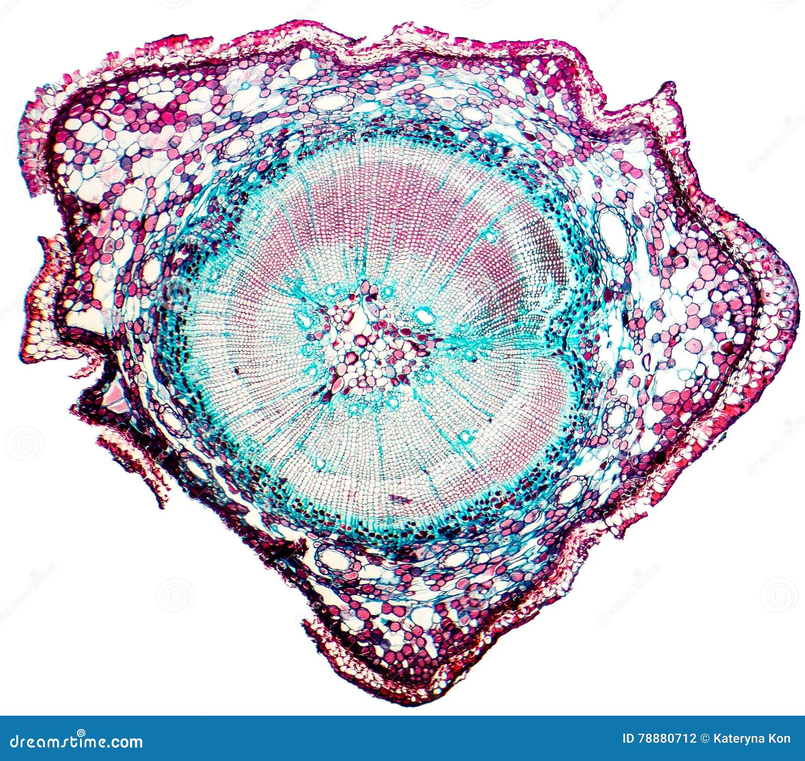 15 m Microscope Slide sec White Pine Wood 