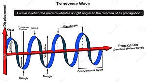 Transverse And Longitudinal Waves Cartoon Vector CartoonDealer 