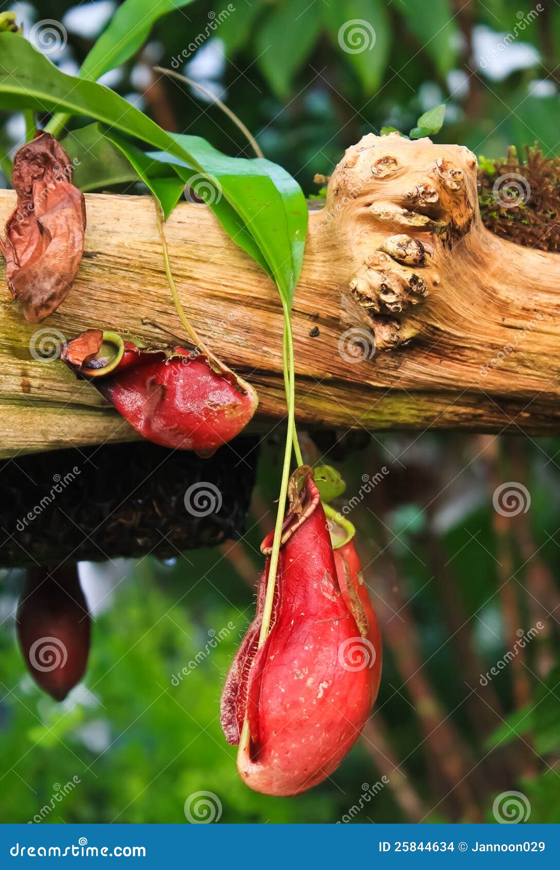 trap flower (plant anatomy) nepenthes pitfall trap