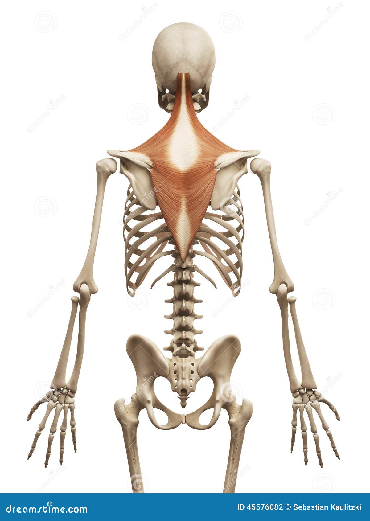 Trapezius Muscle Diagram