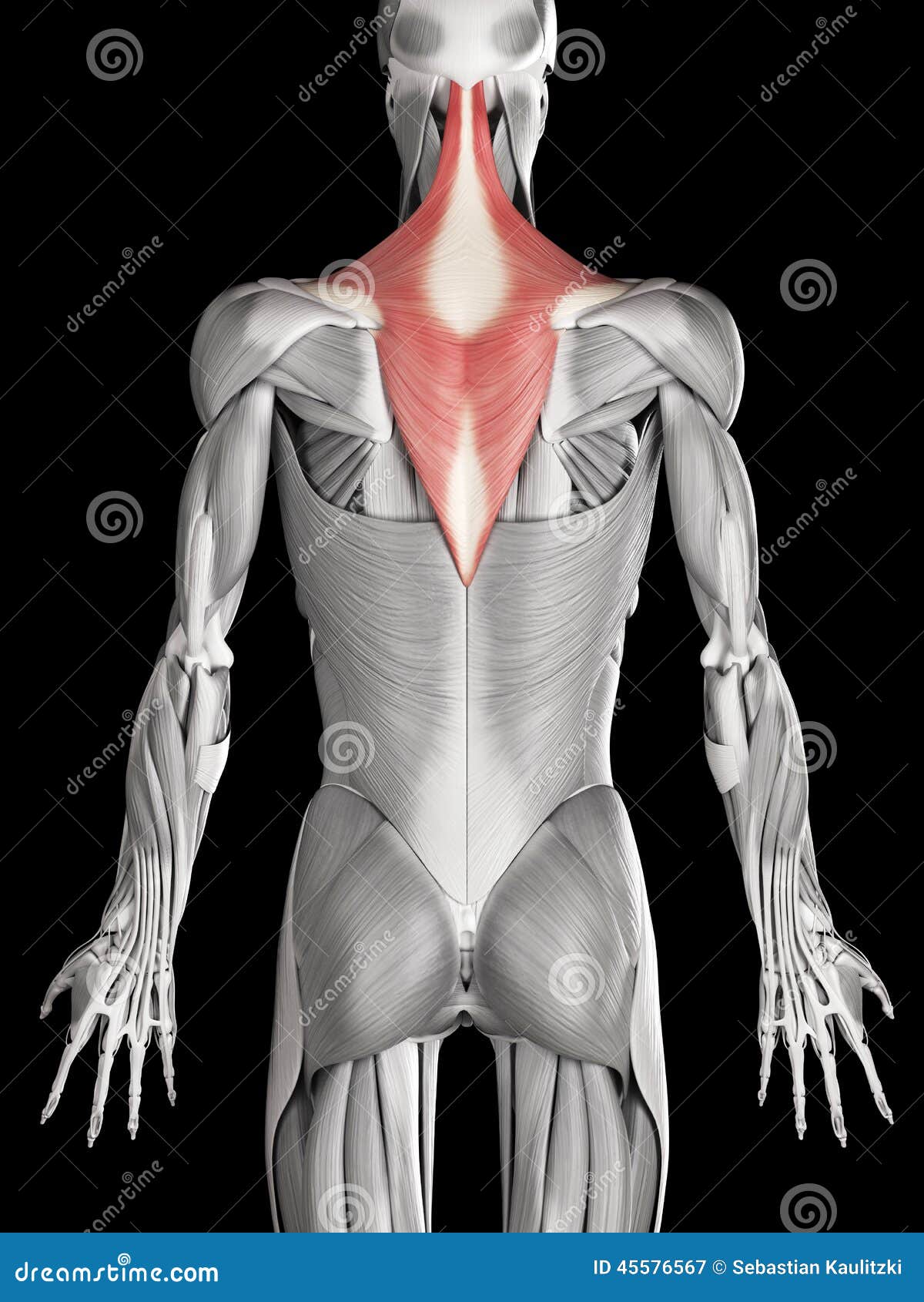 The trapezius stock illustration. Illustration of structure 45576567