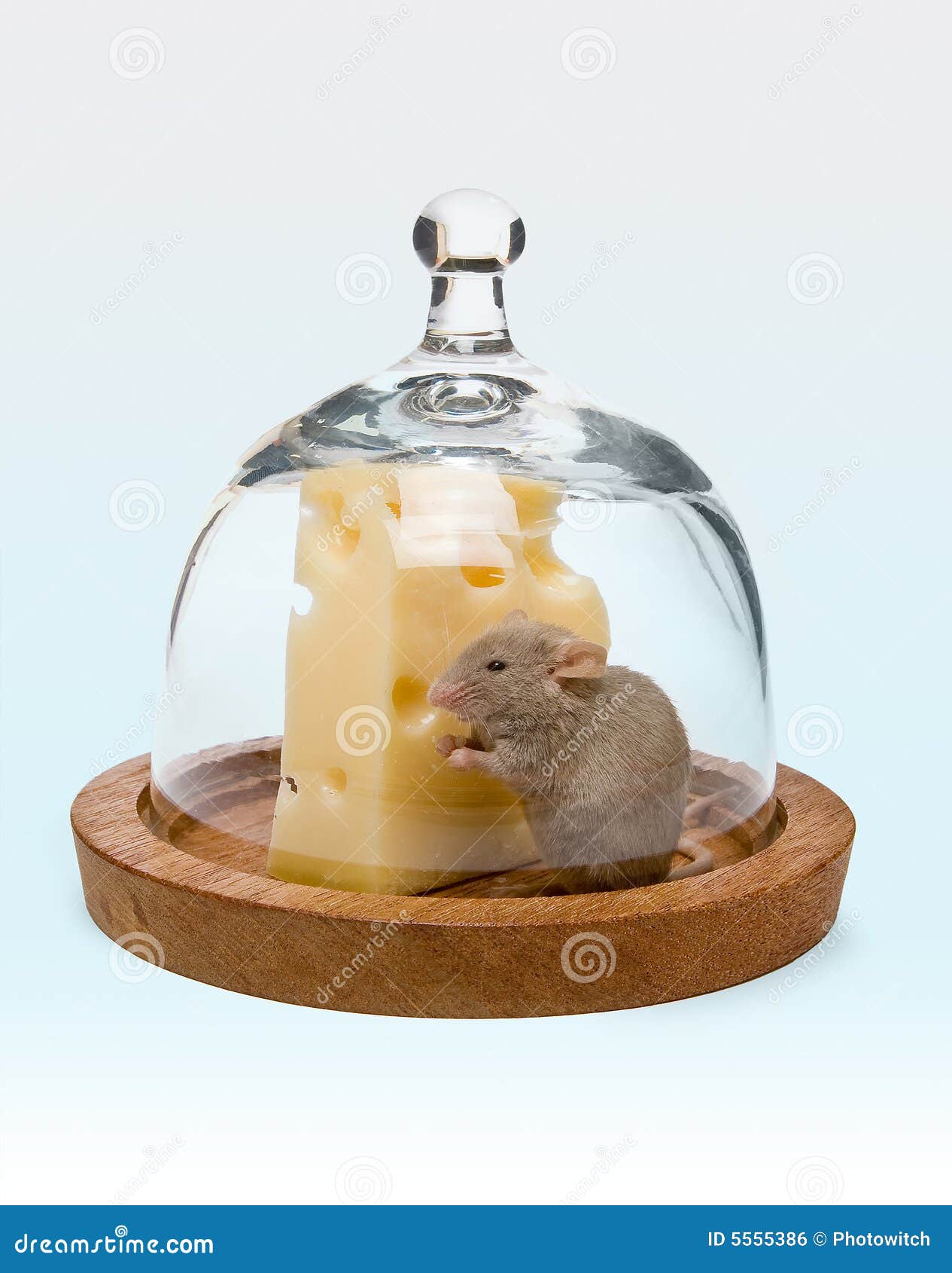 Trapped Mouse Alive Stock Photo Stock Photo - Download Image Now