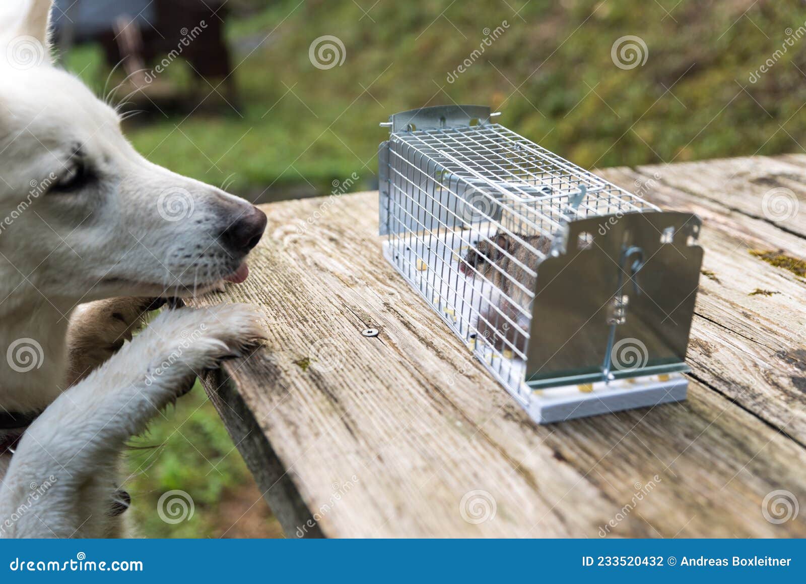 https://thumbs.dreamstime.com/z/trapped-dormouse-live-trap-trapped-dormouse-live-trap-watched-dog-233520432.jpg