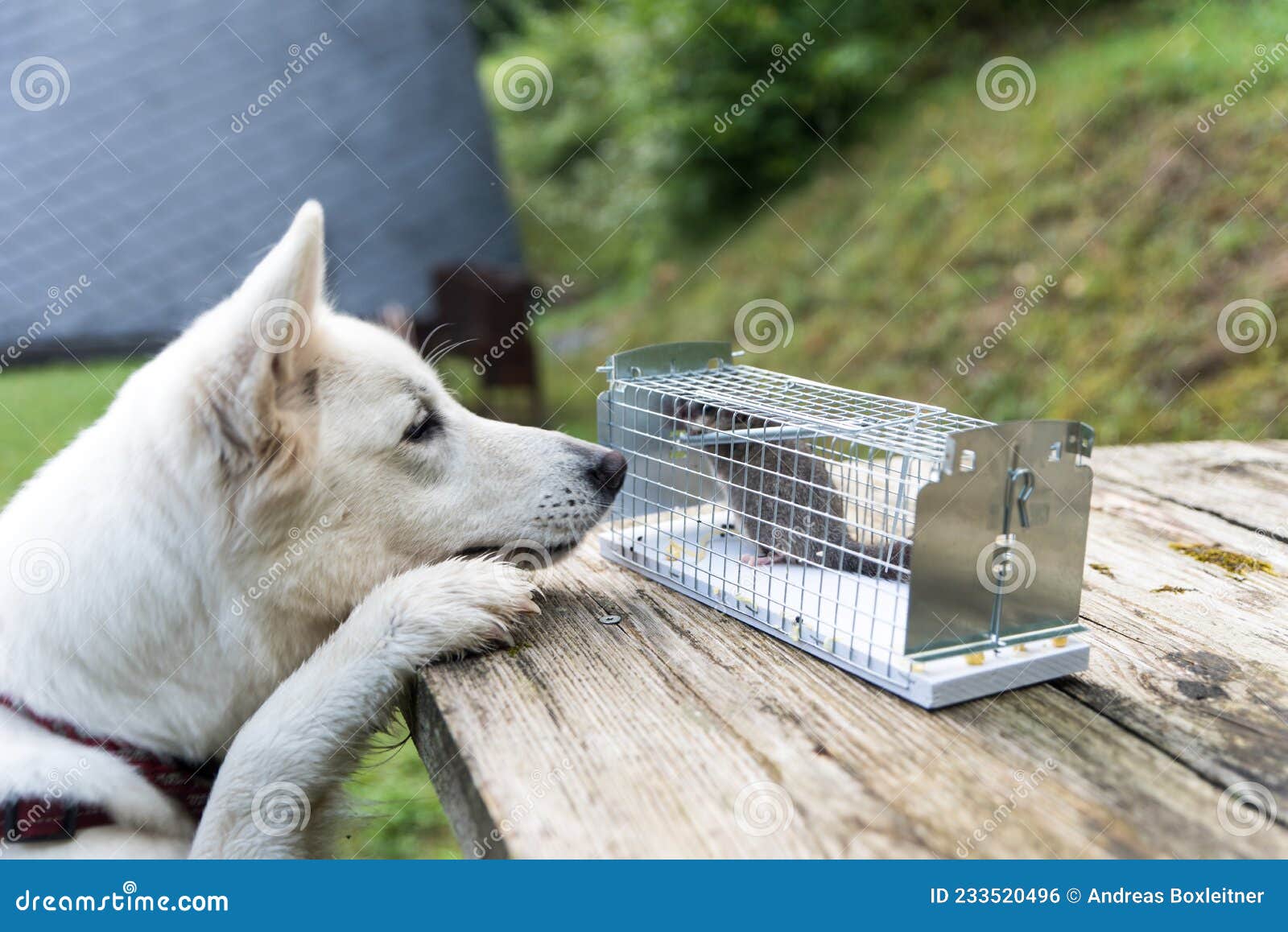 https://thumbs.dreamstime.com/z/trapped-dormouse-live-trap-watched-dog-trapped-dormouse-live-trap-233520496.jpg