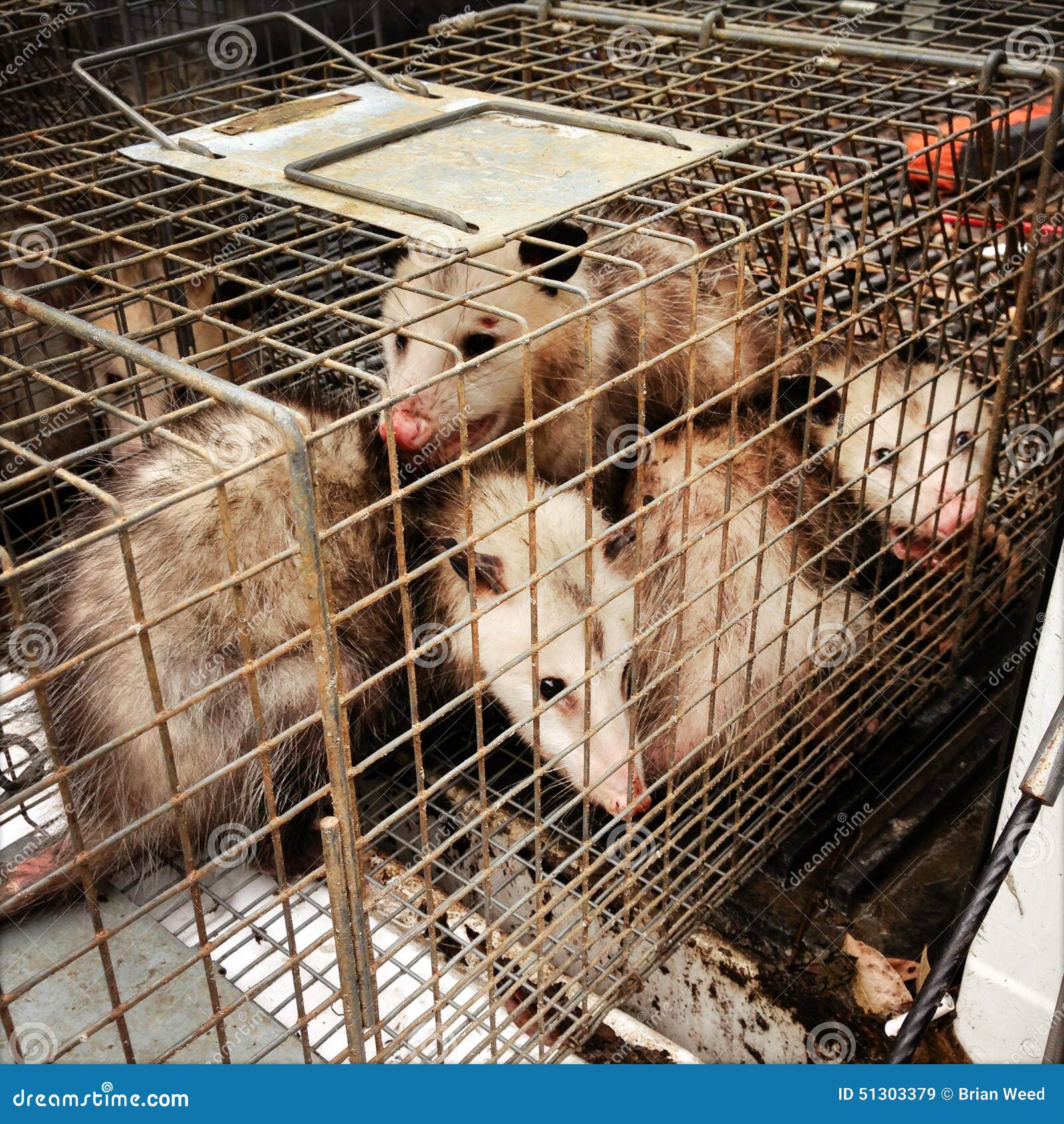 Trapped Opossums stock image. Image of trapped, nature 51303379