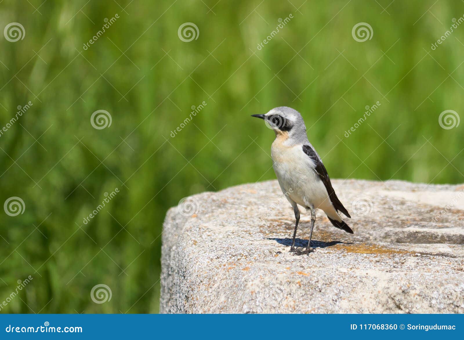 Traquet Disabelline Un Petit Oiseau Migrateur Se Reposant