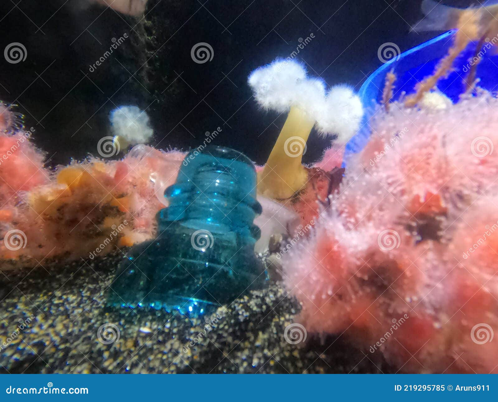 Trash Cans and Bottles of the San Francisco Bay Stock Image Image of