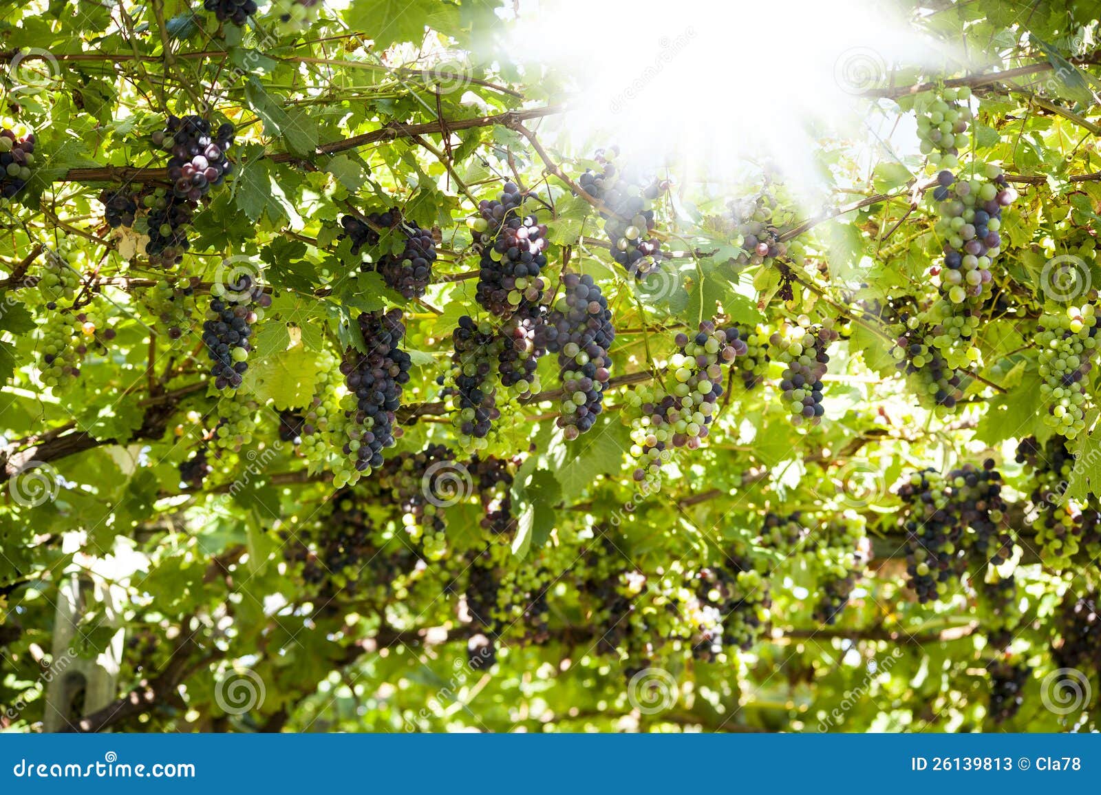 Trauben stockbild. Bild von land, purpurrot, industrie - 26139813