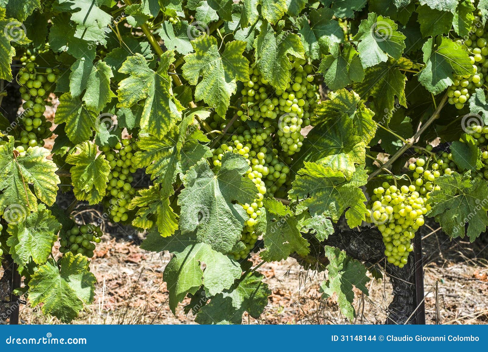 Trauben in der Schweiz stockfoto. Bild von land, reben - 31148144