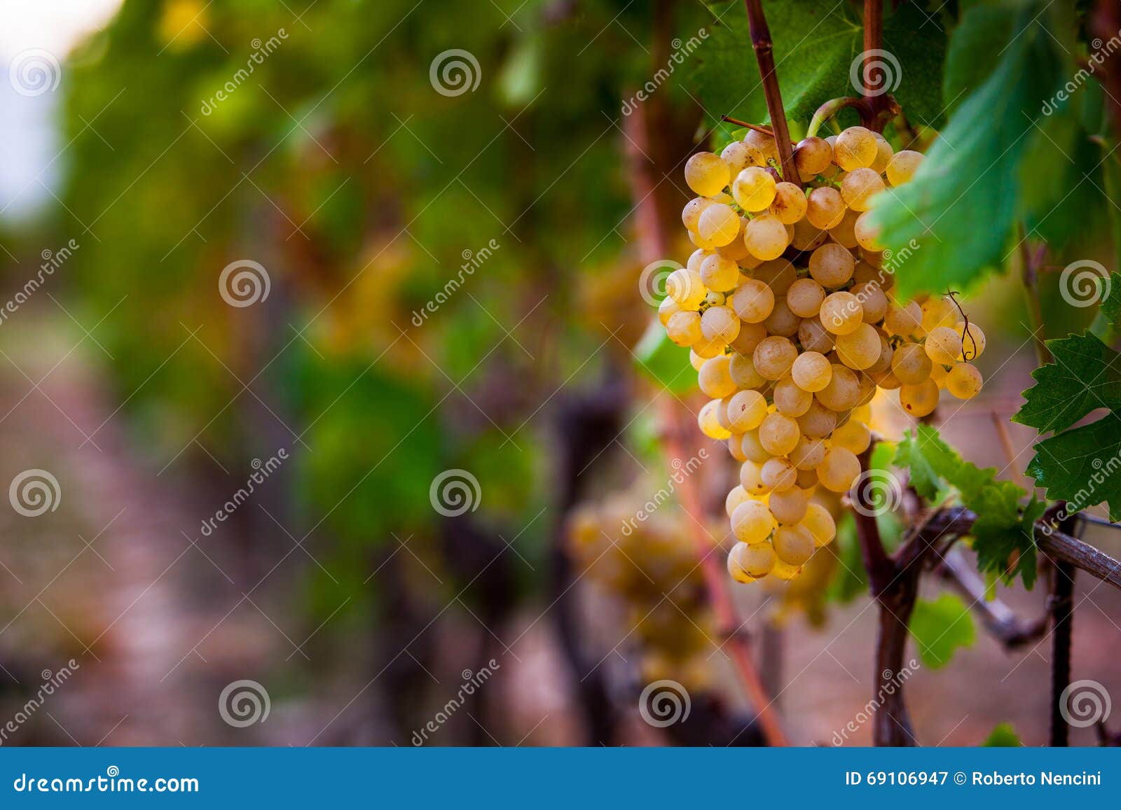 Trauben, Die Im Weinberg Wachsen Stockbild - Bild von szenisch, traube