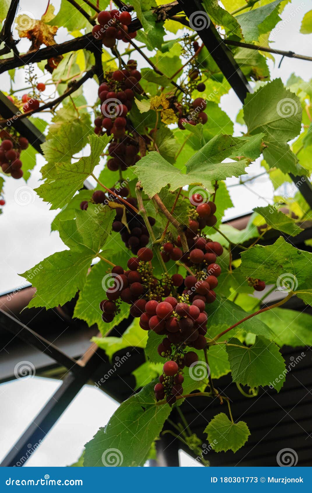 Trauben im Garten stockbild. Bild von weinberg, rebe 180301773