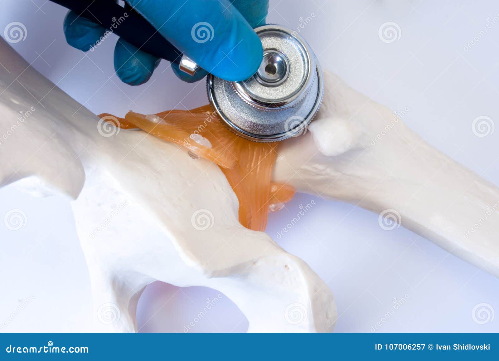 traumatologist examines stethoscope femur and hip joint. photo for use in orthopedics and traumatology,  process of diagnosi