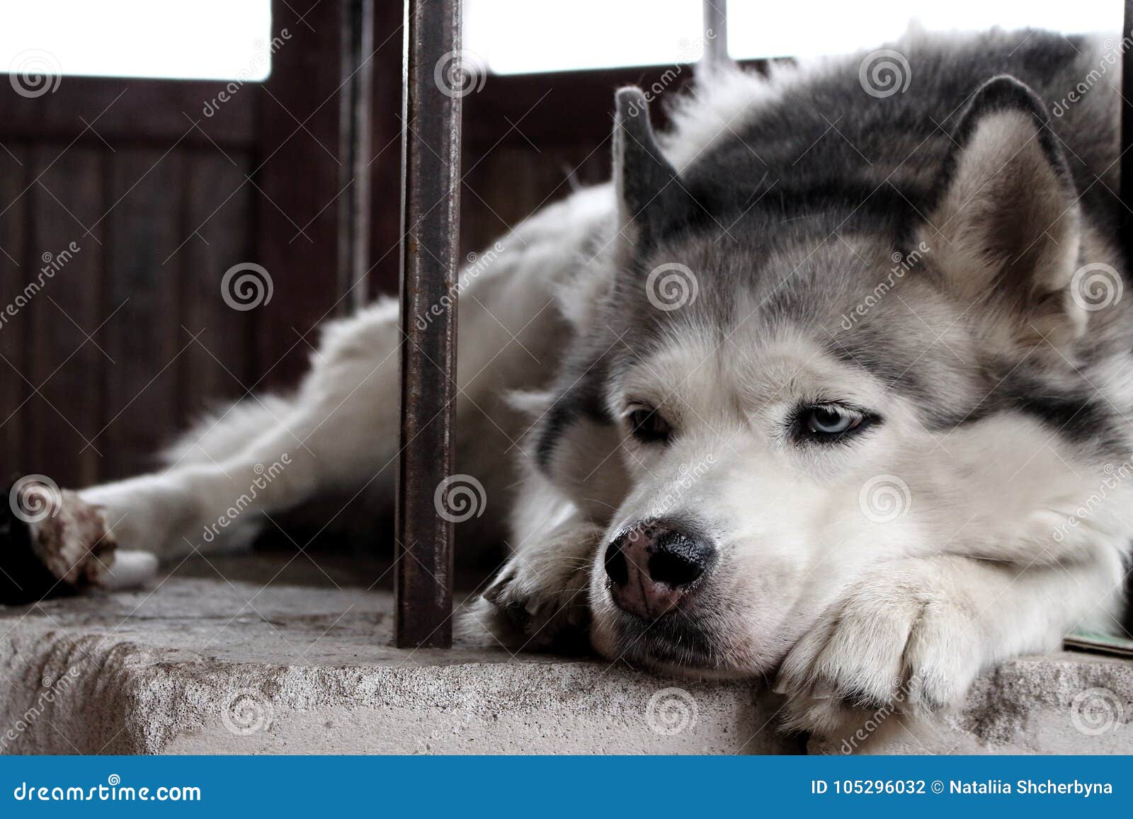 Trauriger Heiserer Hund Mit Den Blauen Augen, Die Auf Eigentümer Liegen