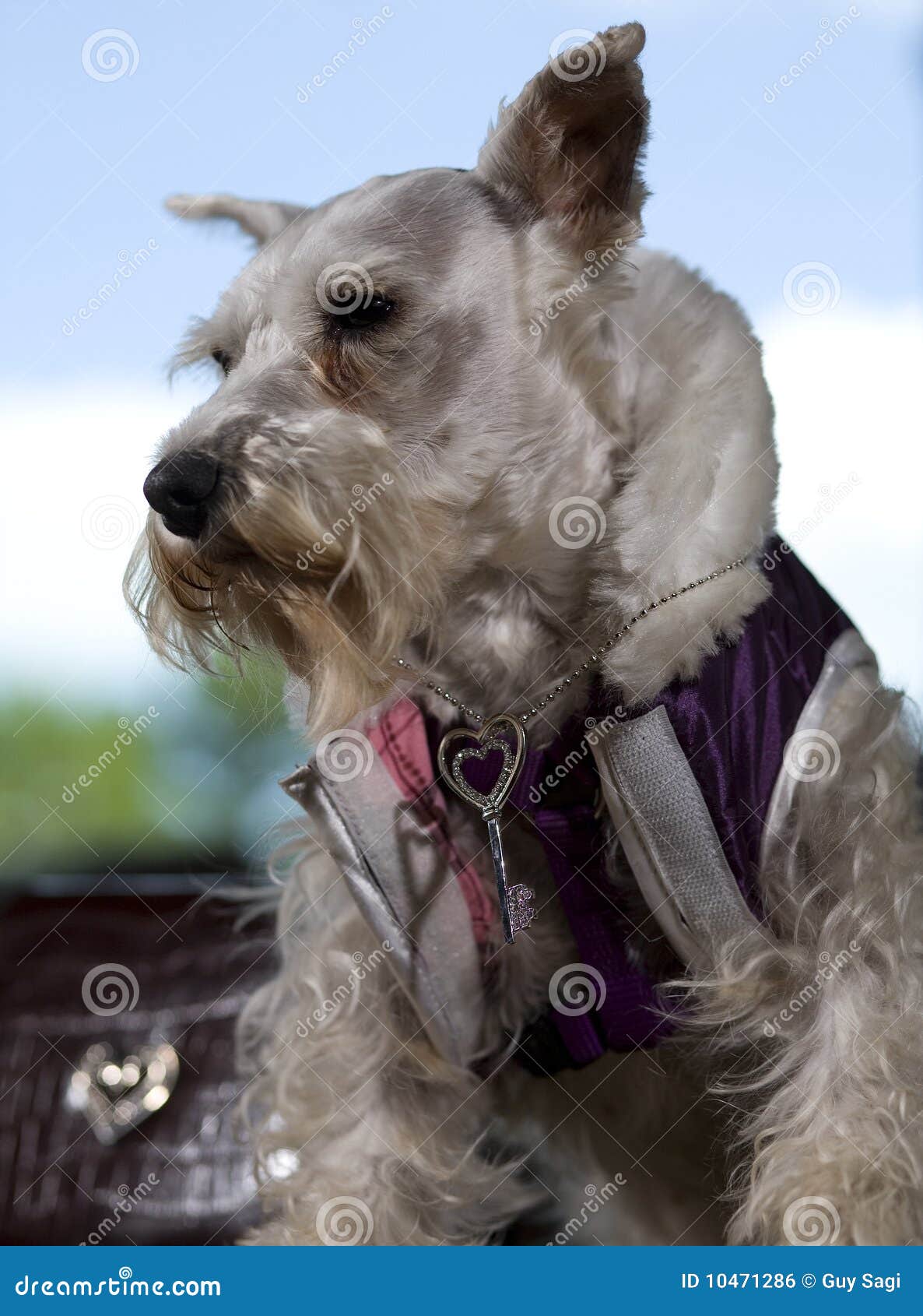 Trauriger Hund stockfoto. Bild von schnauzer, pelz, haar 10471286