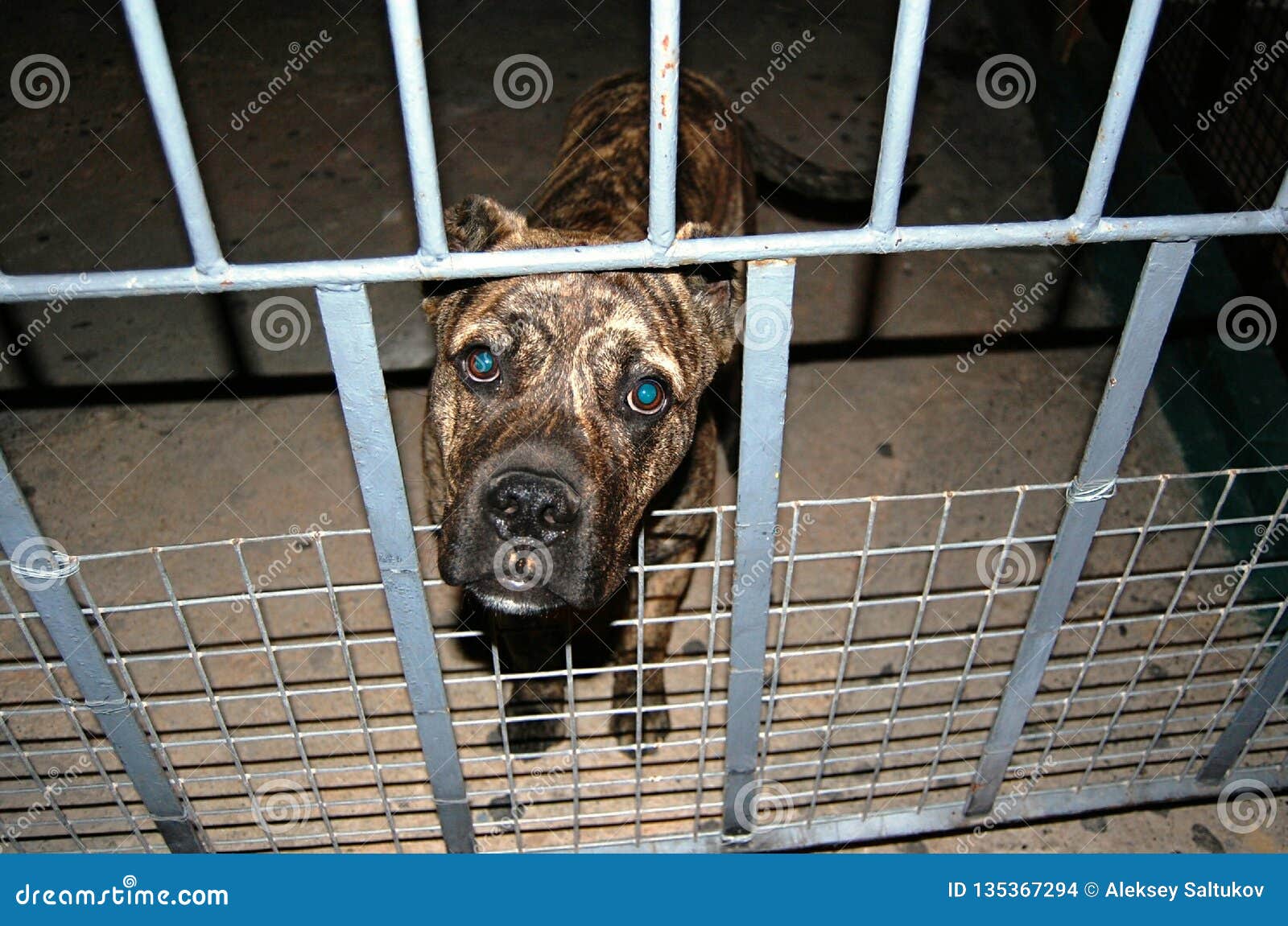 Trauriger Hund stockfoto. Bild von traurig, hund, schutz 135367294