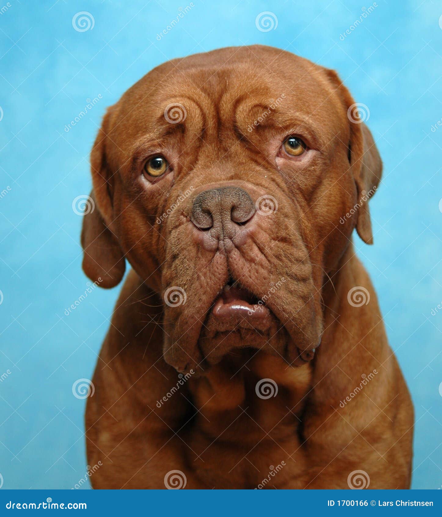 Trauriger Hund stockfoto. Bild von hund, trauriger 1700166