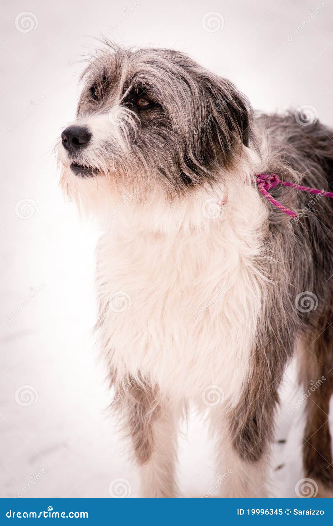 Trauriger Hund stockbild. Bild von stellring, doggy, reinrassig 19996345