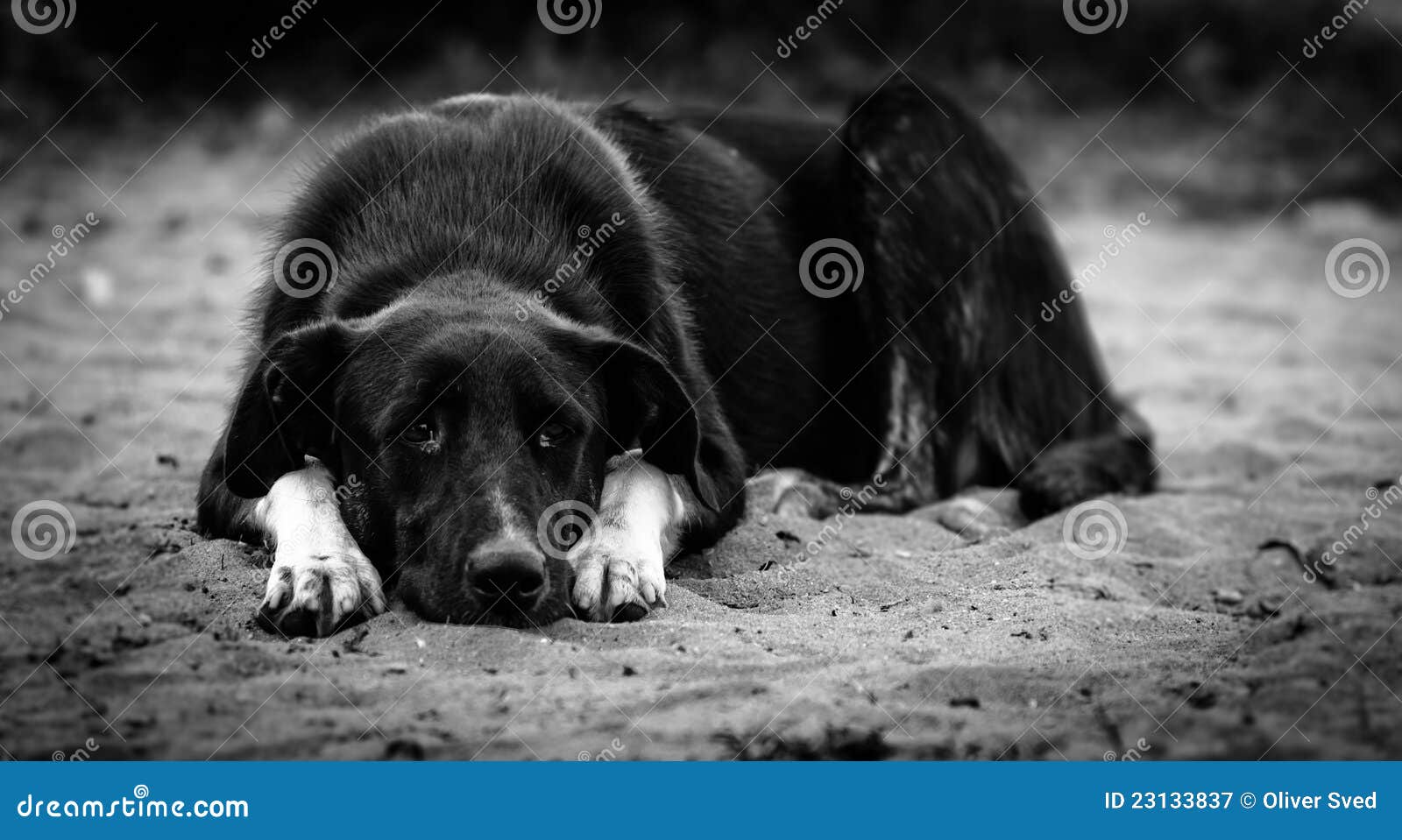 Trauriger Hund stockbild. Bild von boxer, hund, tiefstand 23133837