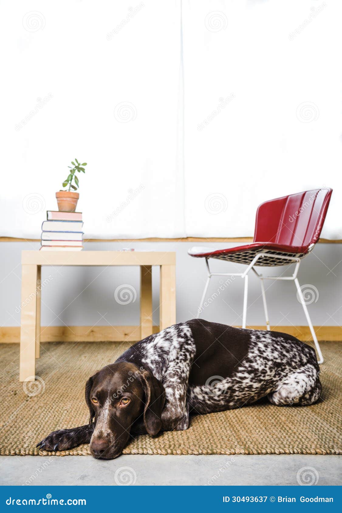 Trauriger Hund stockbild. Bild von hund, trauriger 30493637