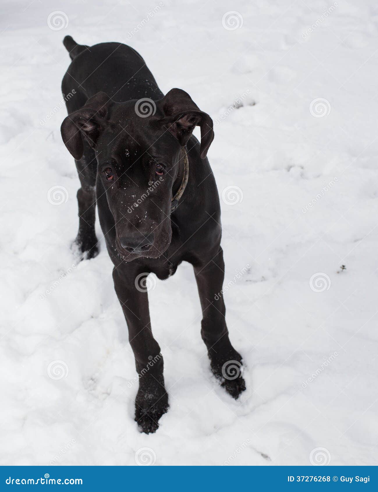 Trauriger Hund stockfoto. Bild von ohren, haustier, wekzeugspritze
