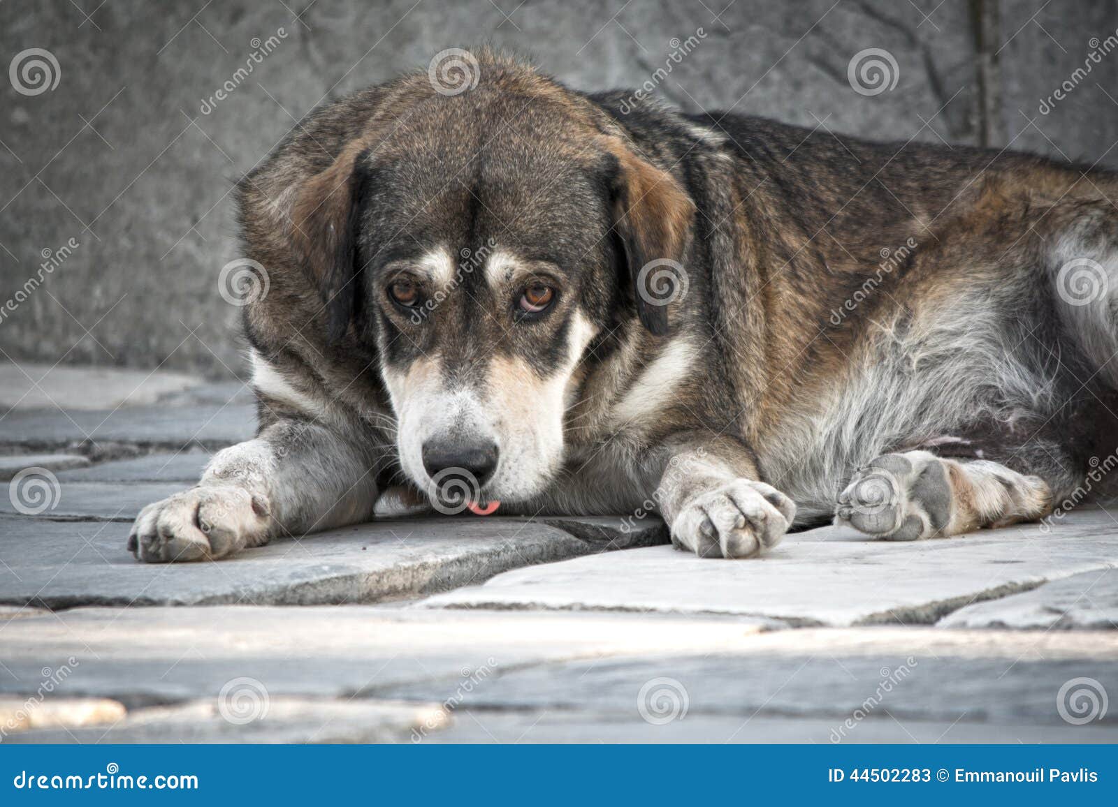 Trauriger Hund stockbild. Bild von braun, lang, hund 44502283