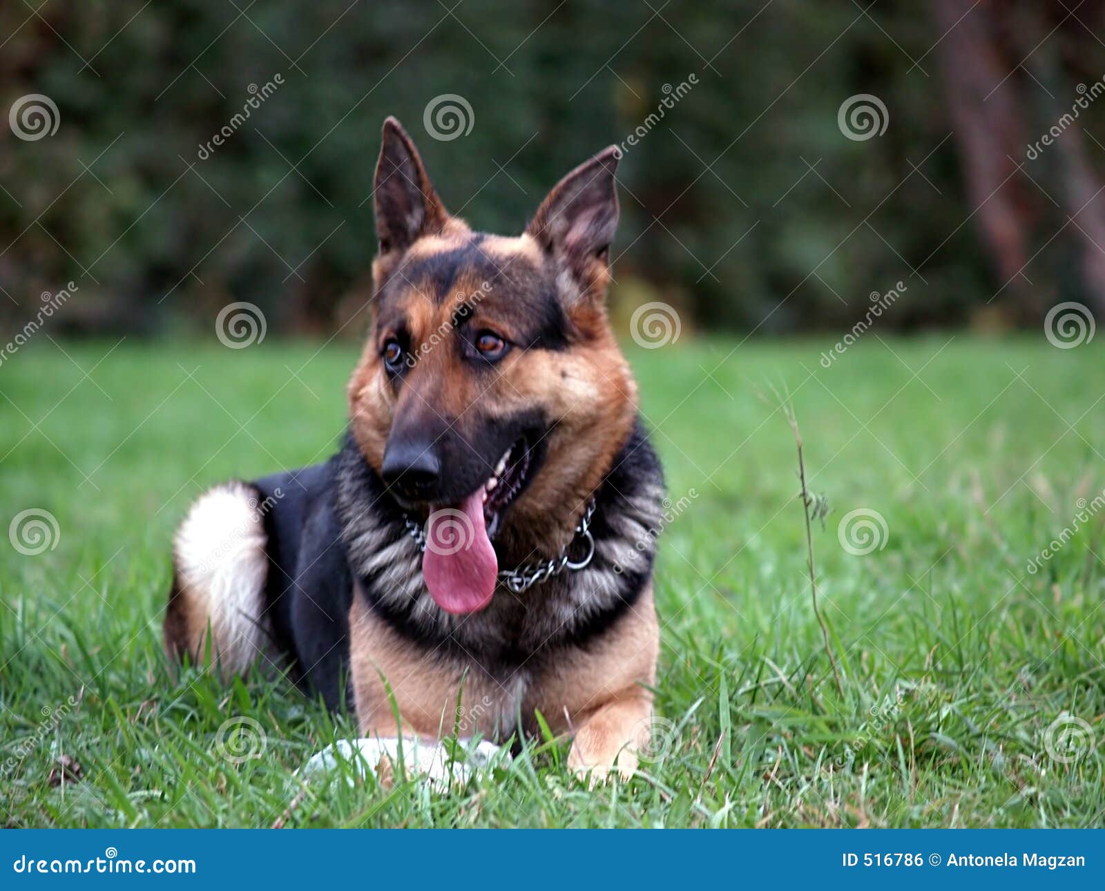 Trauriger Hund stockfoto. Bild von hund, trauriger 516786