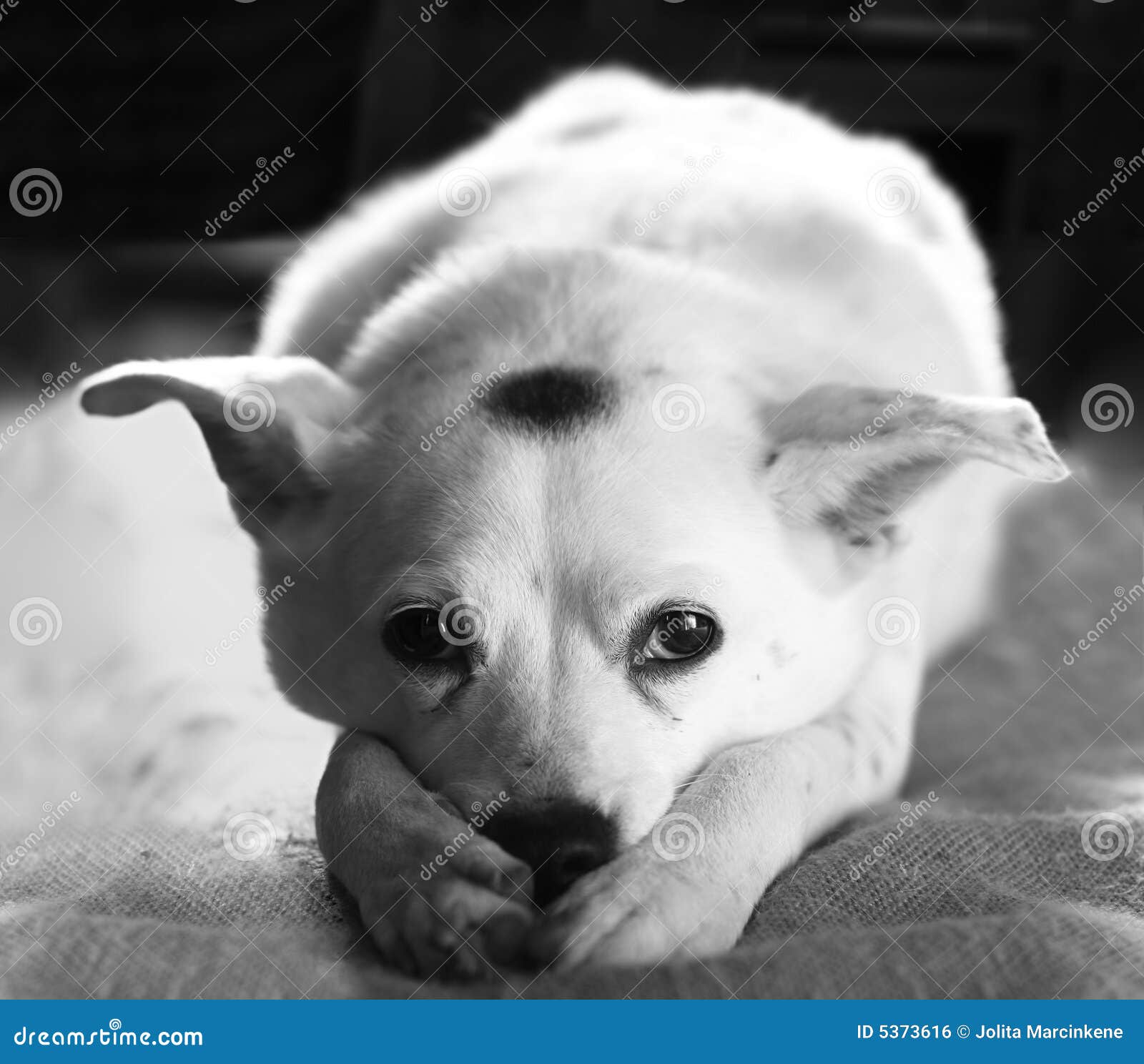 Trauriger Hund stockfoto. Bild von kitz, liebe, inländisch 5373616