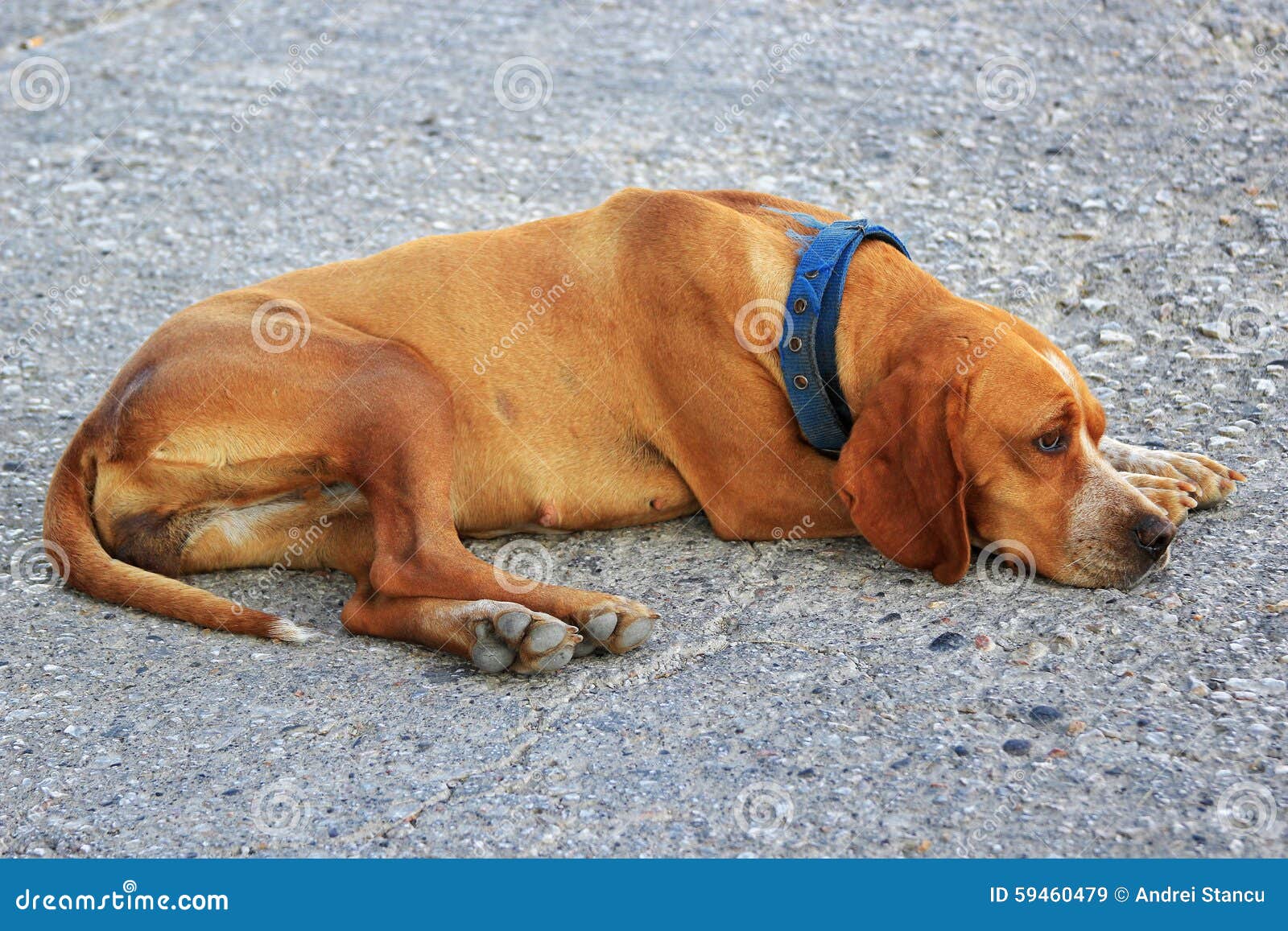 Trauriger Hund stockbild. Bild von haustier, unten, gesicht 59460479