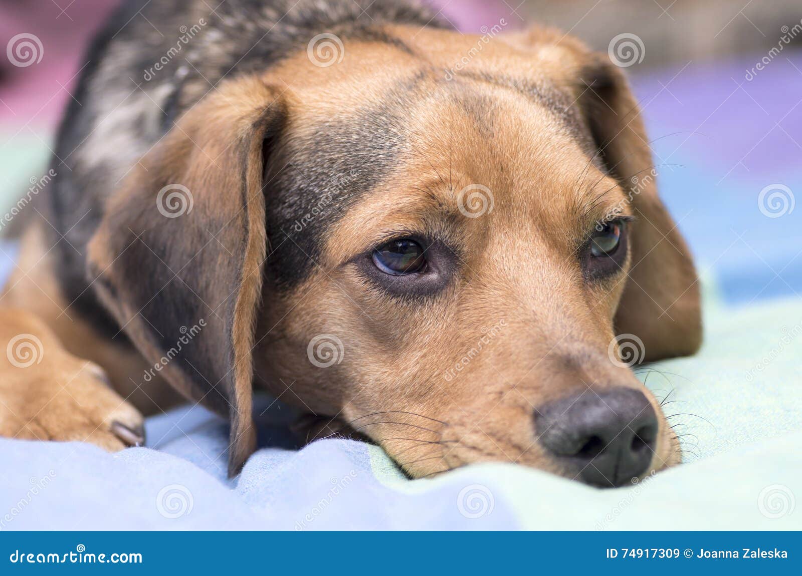 Trauriger Hund stockbild. Bild von hund, trauriger 74917309