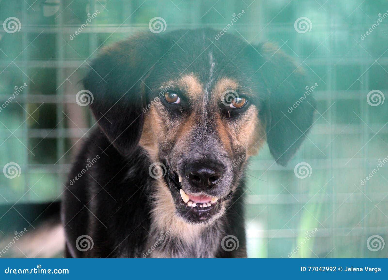 Trauriger Hund stockfoto. Bild von pound, hund, freund 77042992