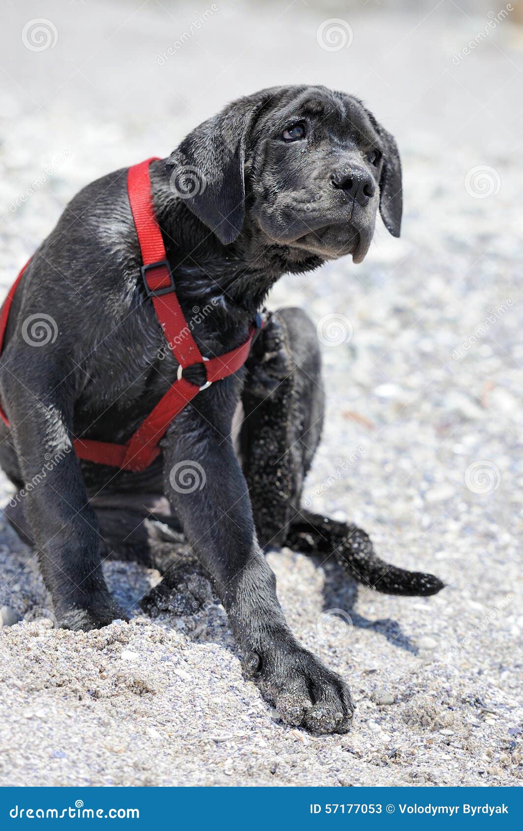 Trauriger Junger Schwarzer Hund Stockbild Bild von tier, alleine