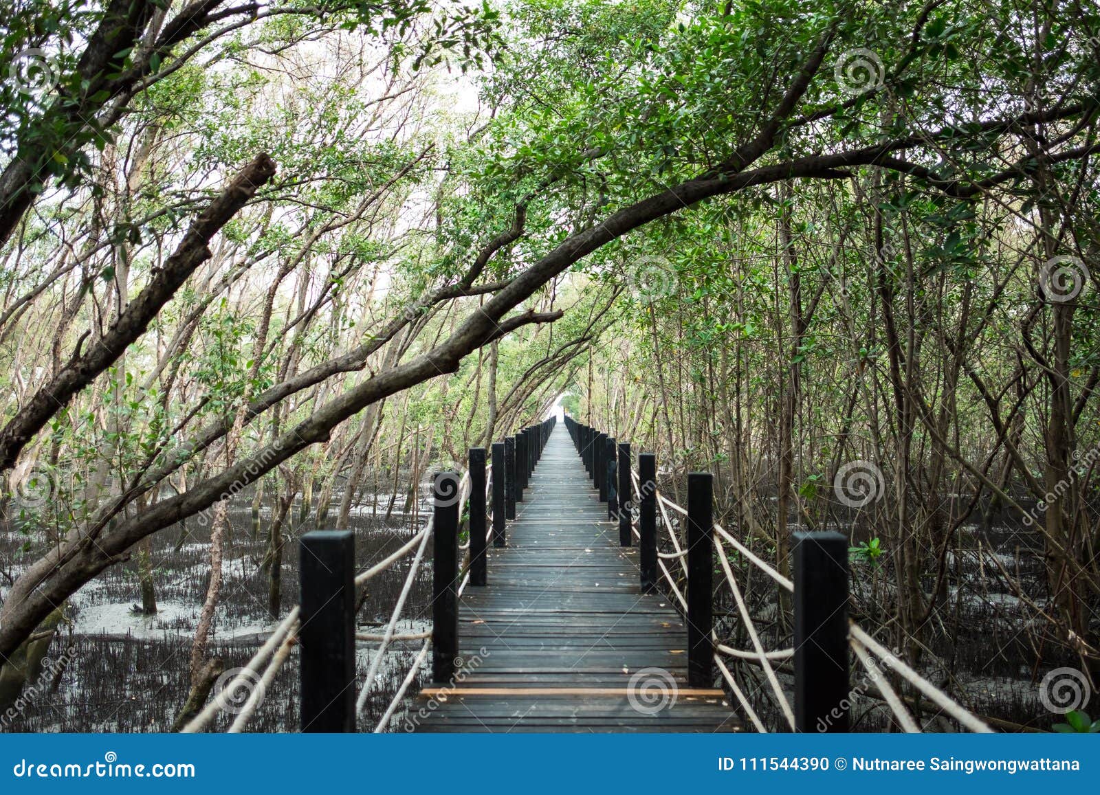 Travel Background Beautiful Nature Wooden Bridge in Forest with Stock Photo  - Image of beautiful, morning: 111544390