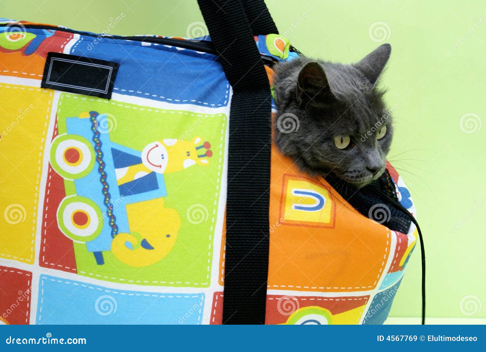 travel cat