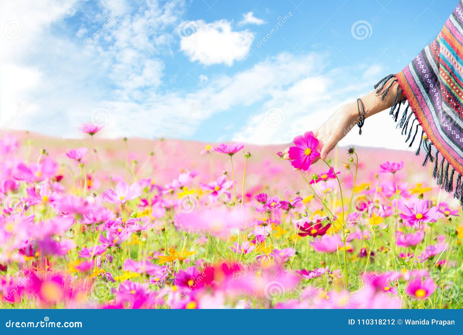 traveler asian women hand touch cosmos flower, freedom and relax in the flower farm,