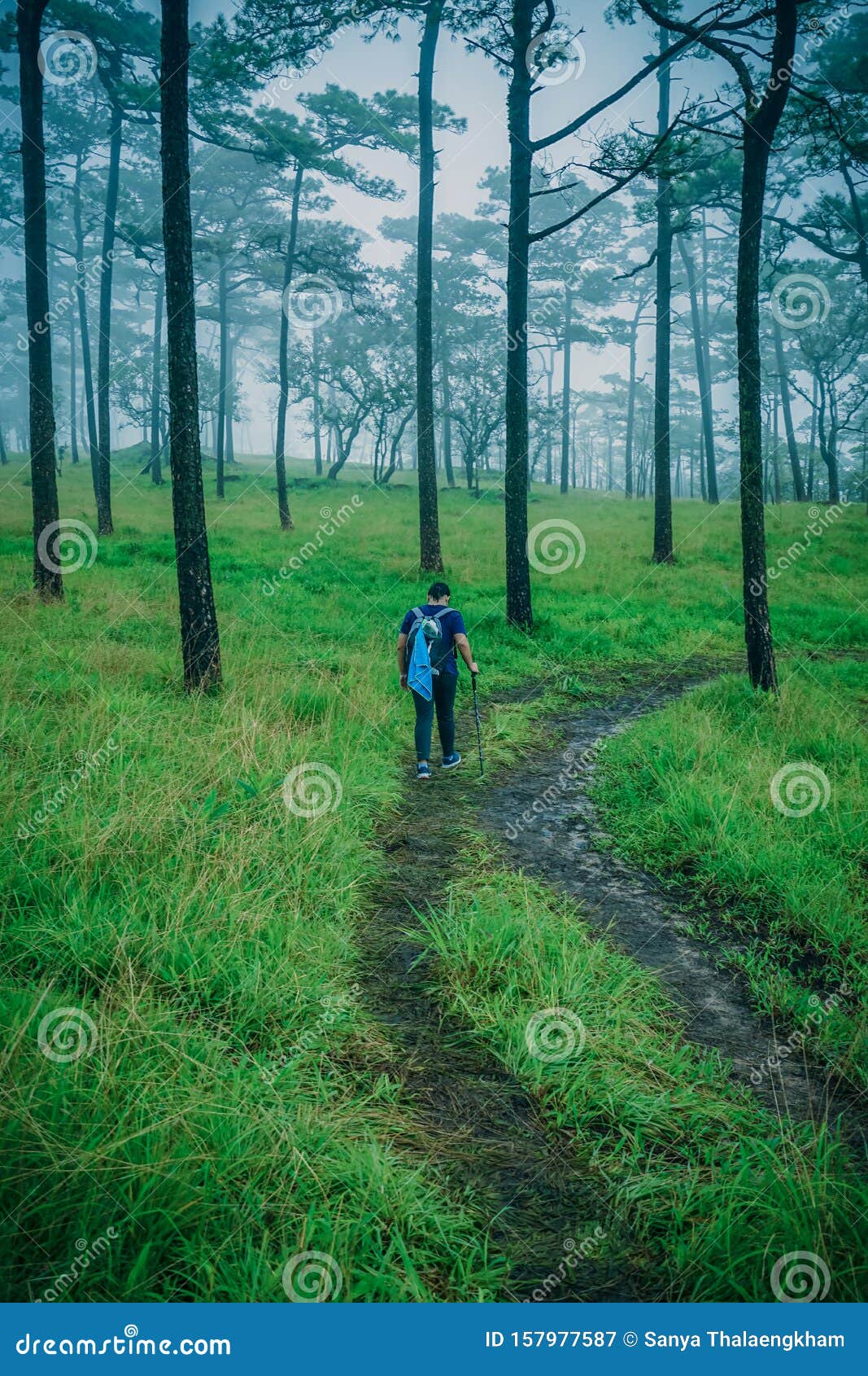 The Traveler Walks Through Green In Pine Forest At Phu Soi Dao