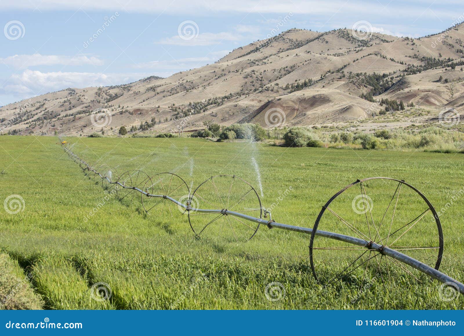 traveling sprinkler irrigates crop for animal feed