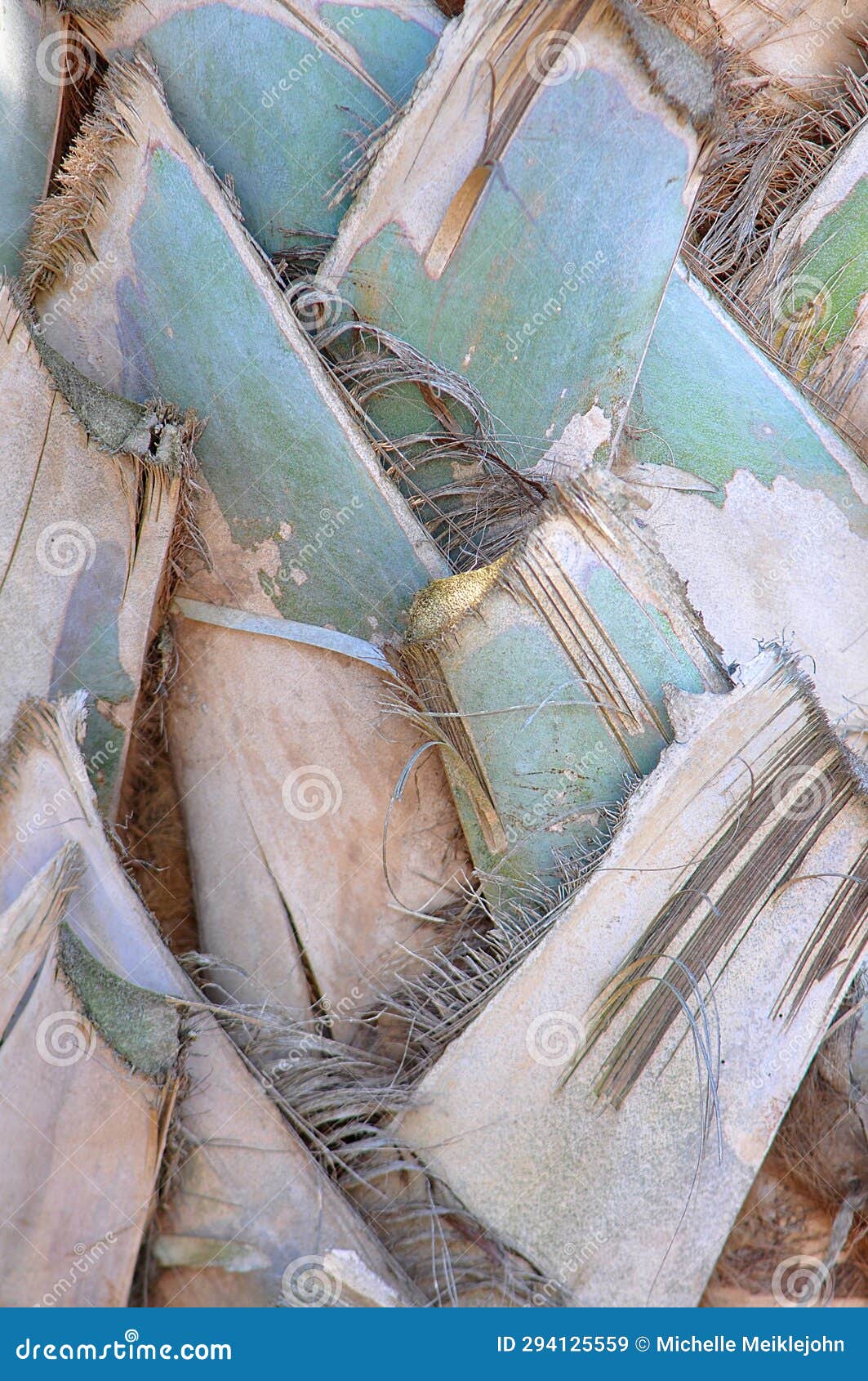 the traveller's palm (ravenala madagascariensis) trunk patterning.