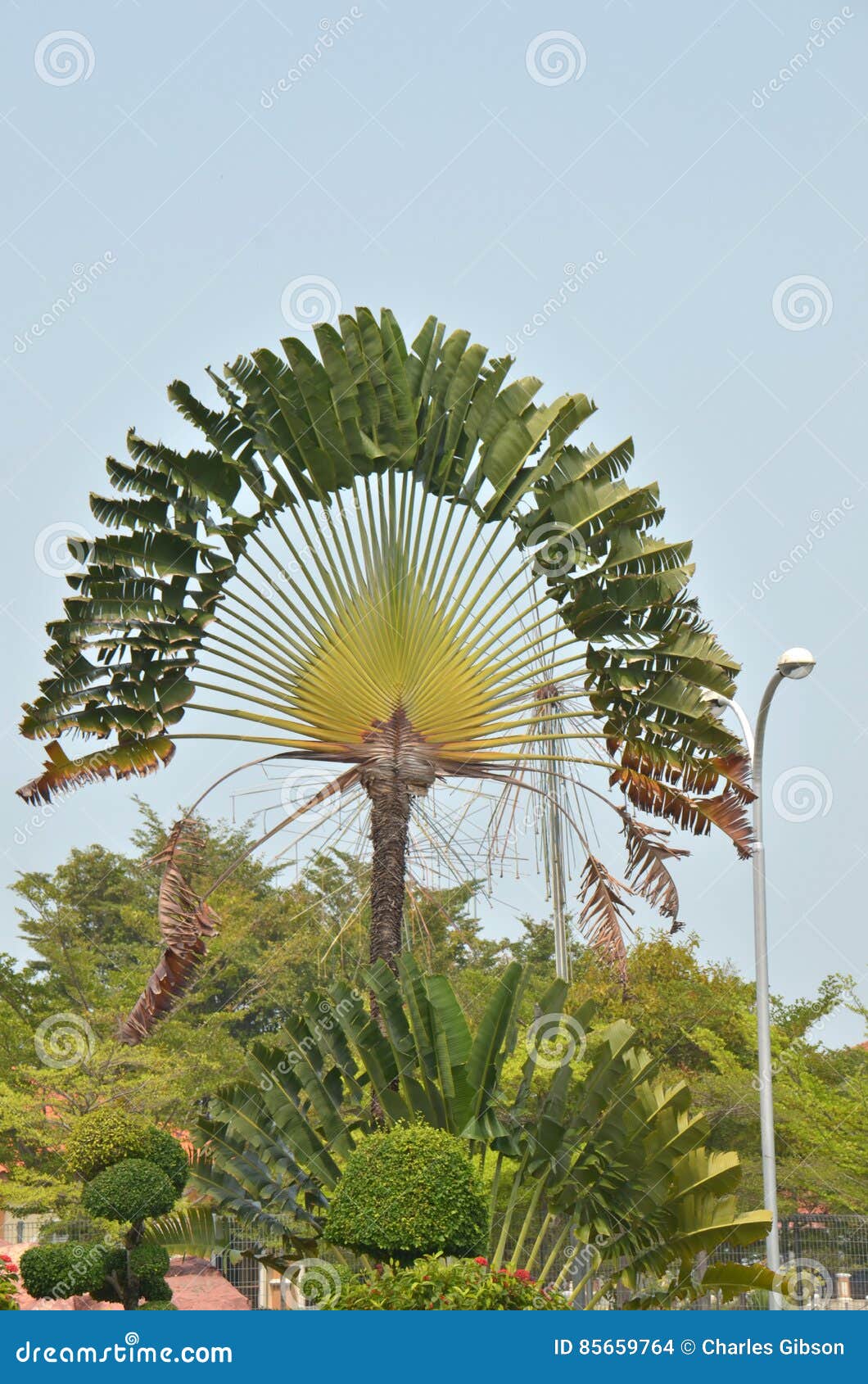 Image Traveller's tree (Ravenala madagascariensis), Fort Canning Park,  Singapore - 434261 - Images of Plants and Gardens - botanikfoto