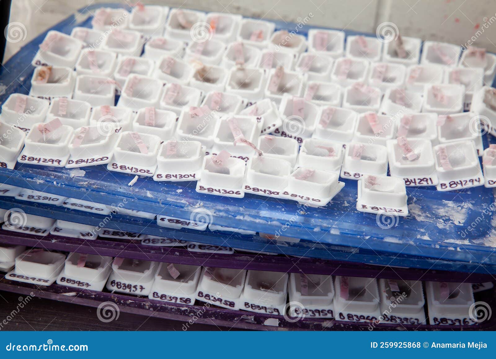trays full of paraffin embedded tissue samples ready to be placed on the freezer