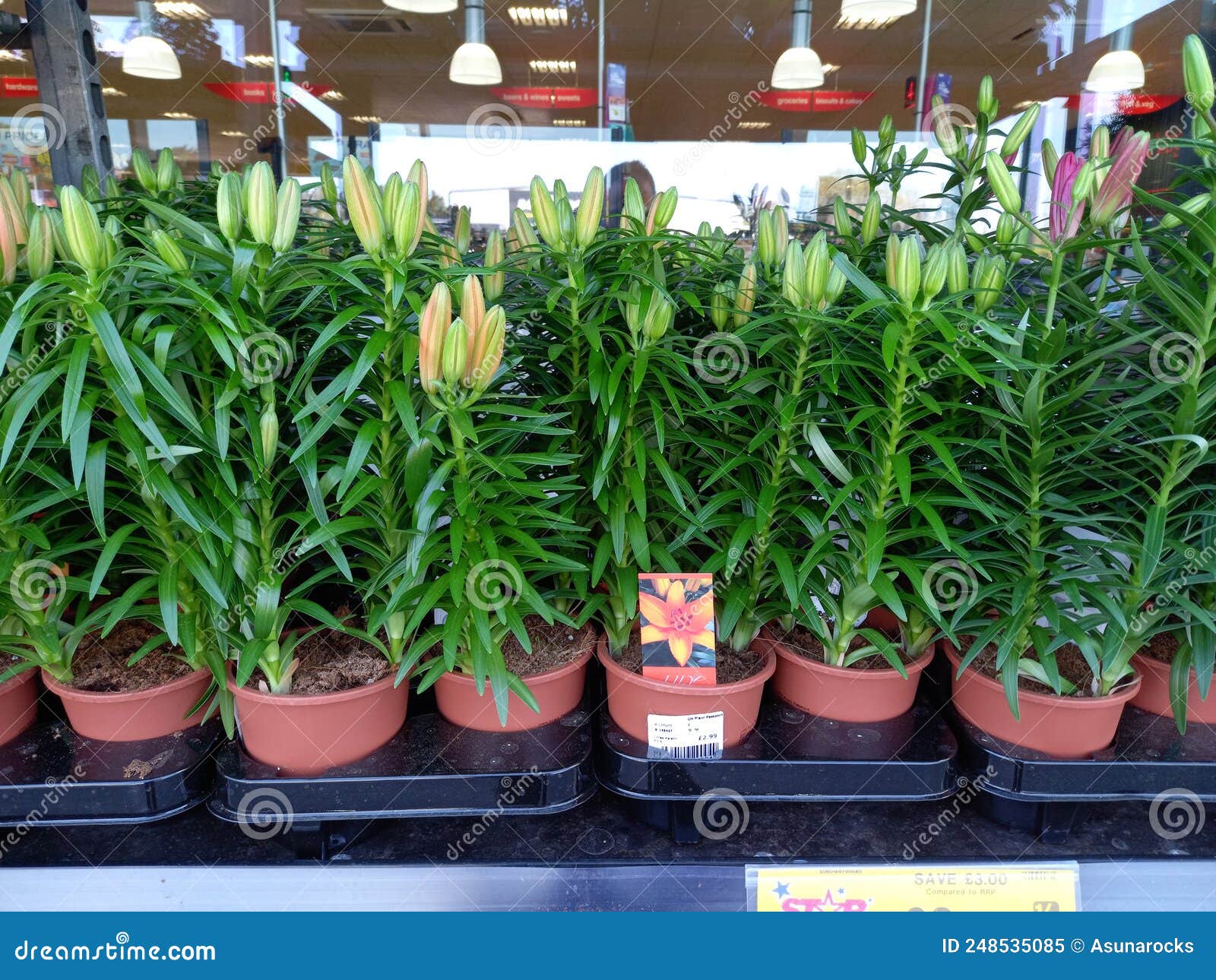 trays of lillum lilies asistir for sale at gardening centre