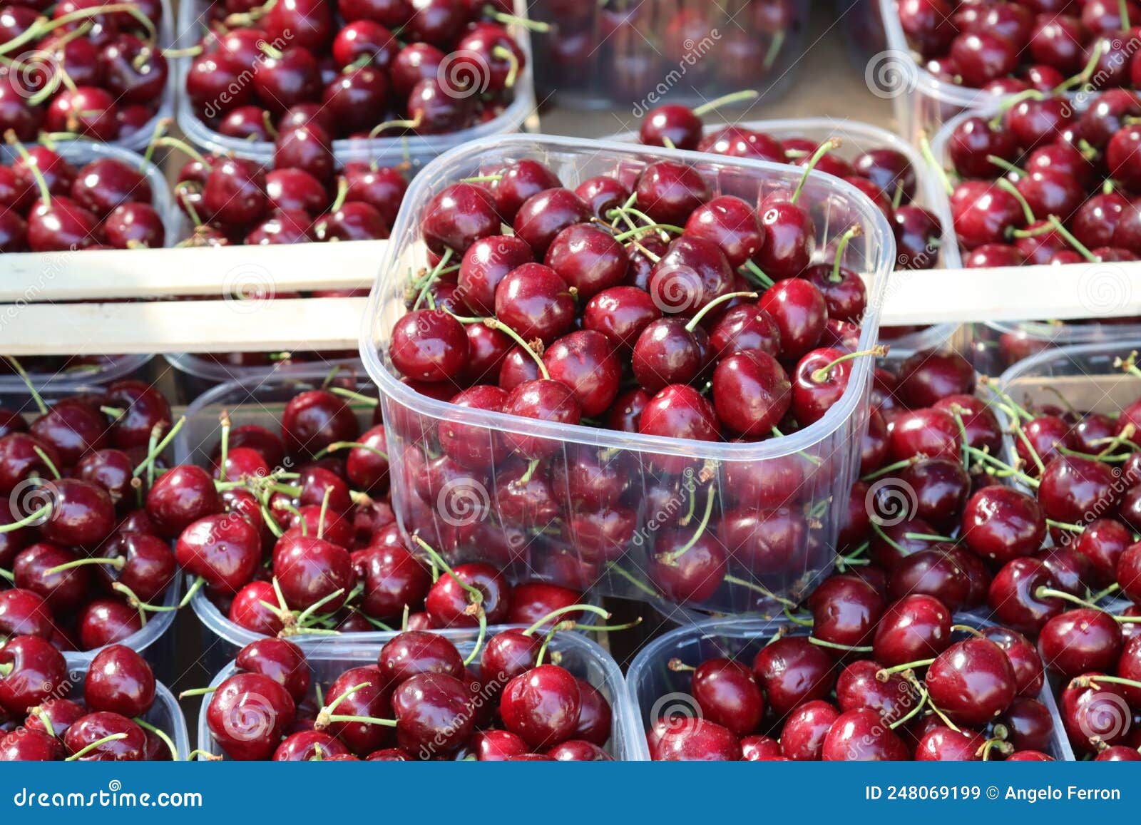 Trays of Red Cherries for Sale Stock Image Image of sale, organic 248069199