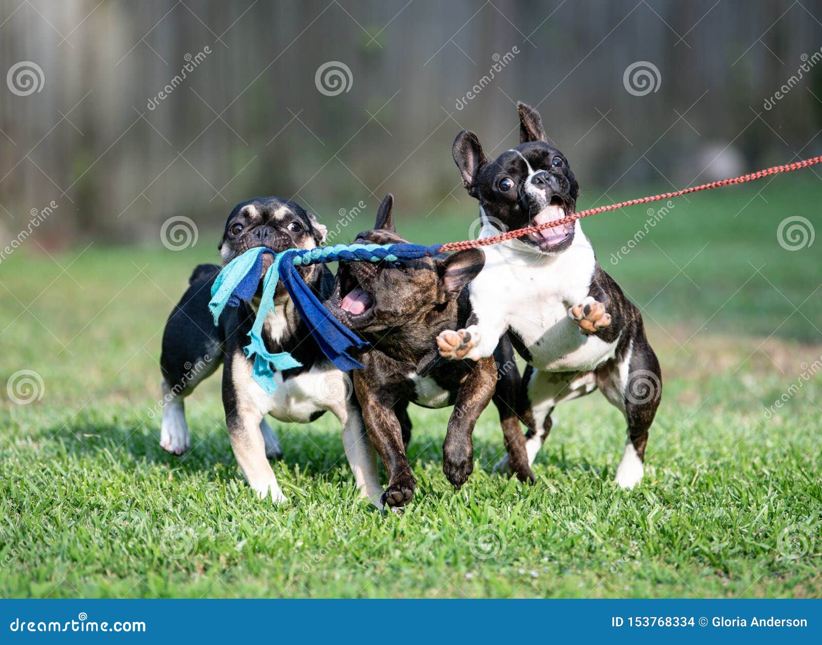 Tre bulldog francesi che giocano con un palo del flirt. 3 bulldog francesi che giocano con una linea del palo del flirt nell'erba