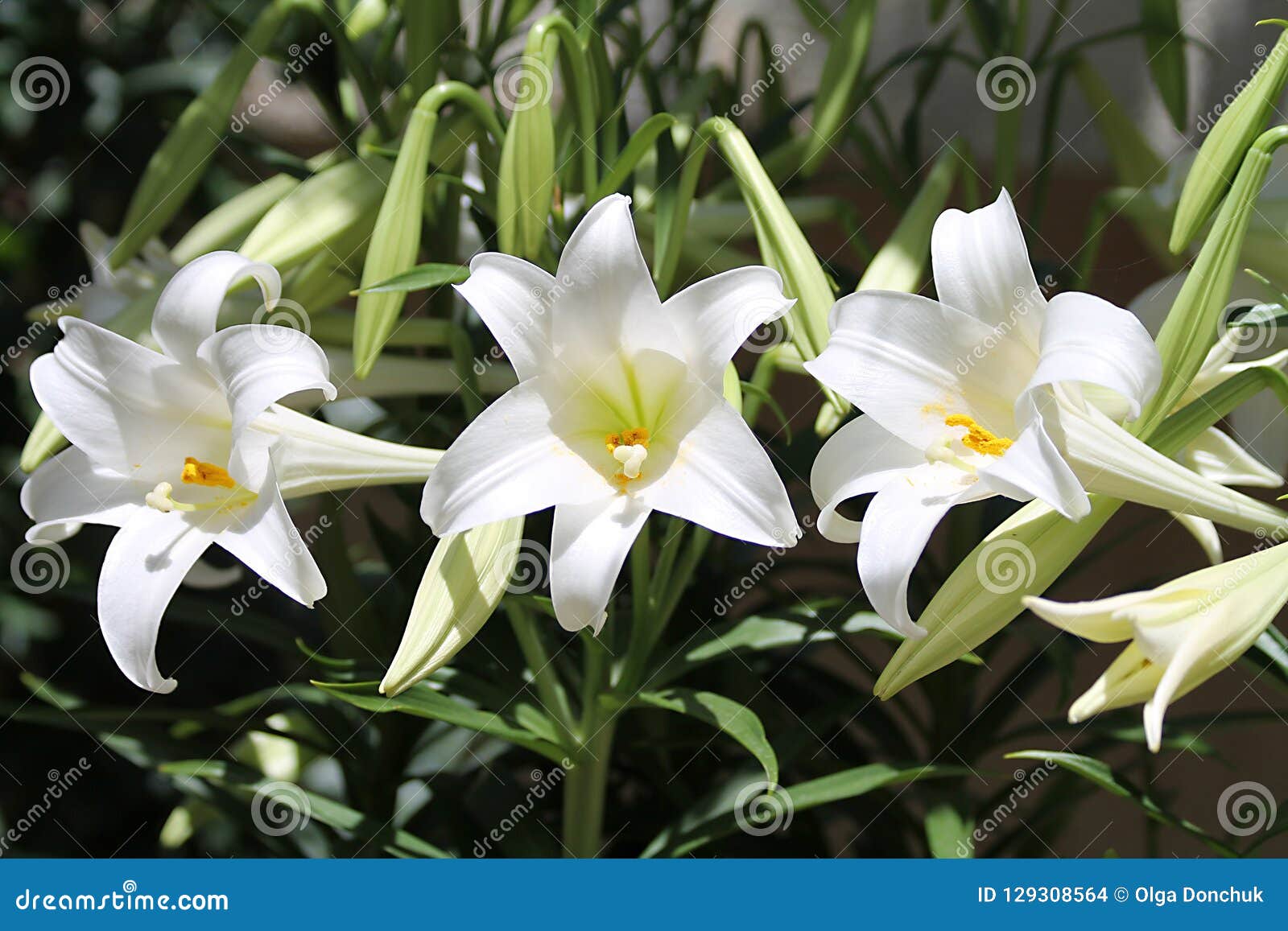 Bouquet Di Gigli Bianchi Per Funerale Fiori Per Funerale